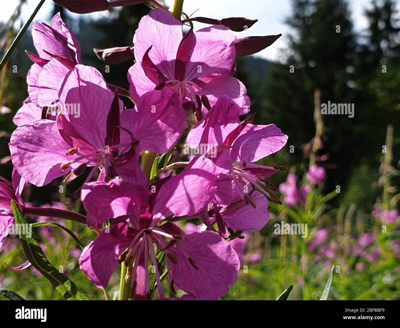 Lila Blüten im Wald Stockfoto