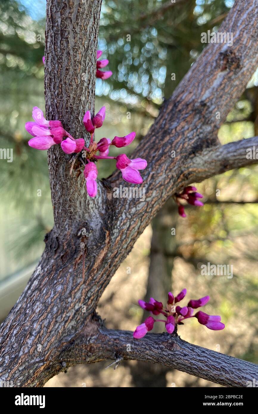 Cercis siliquastrum oder Judas Baum, östliche Rotbudenblüte im Frühling. Blumen direkt auf dem Stamm. Stockfoto