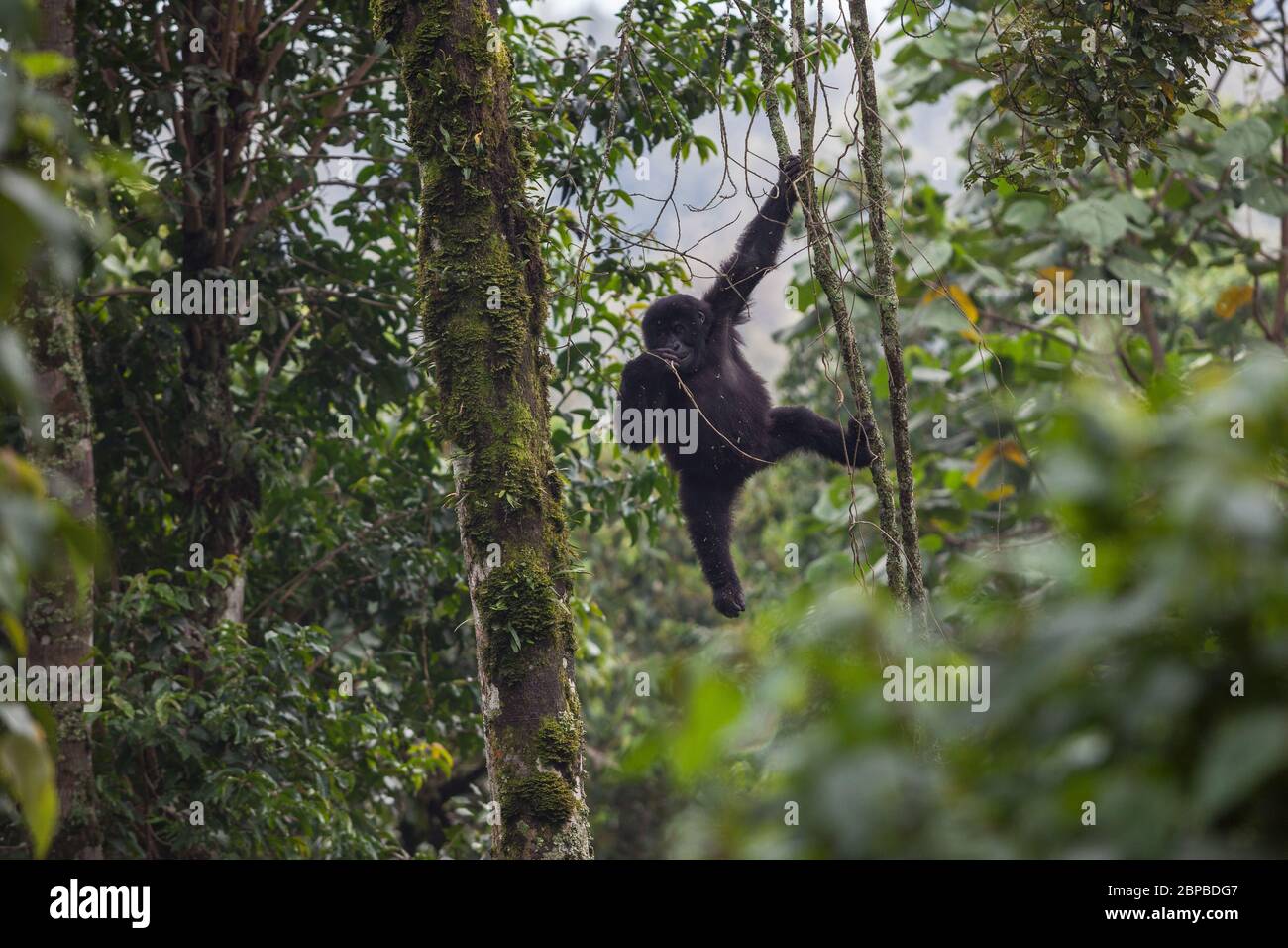 Baby Gorilla Kletterbaum im Kongo Regenwald Stockfoto