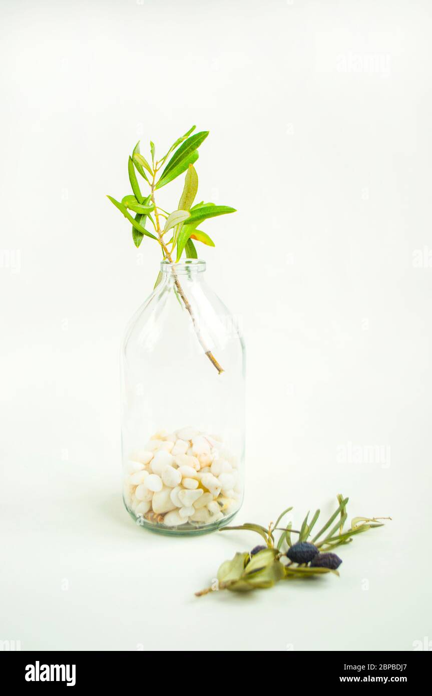 Ein Olivenzweig in einer Vintage-Glasflasche auf weißem Wandhintergrund. Stockfoto