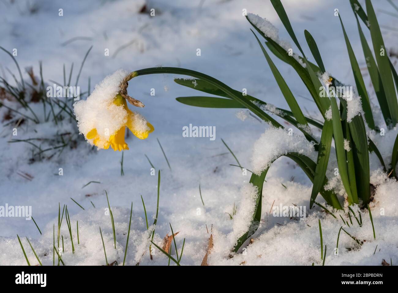 April Schneesturm im Zentrum von Michigan, USA Stockfoto