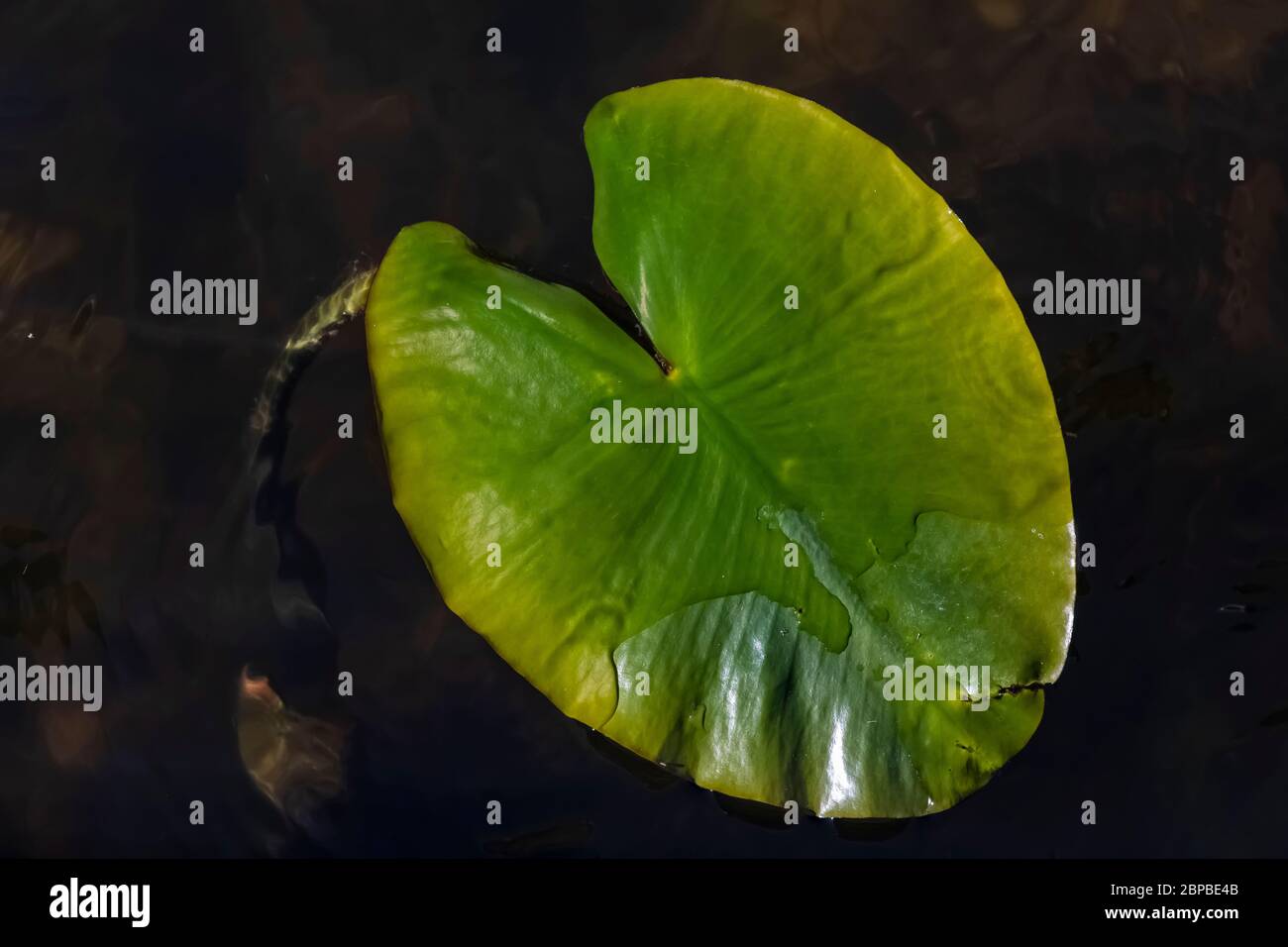 Gelbe Teichlilie, Nuphar lutea, Blätter, die im April in Zentral-Michigan, USA entstehen Stockfoto