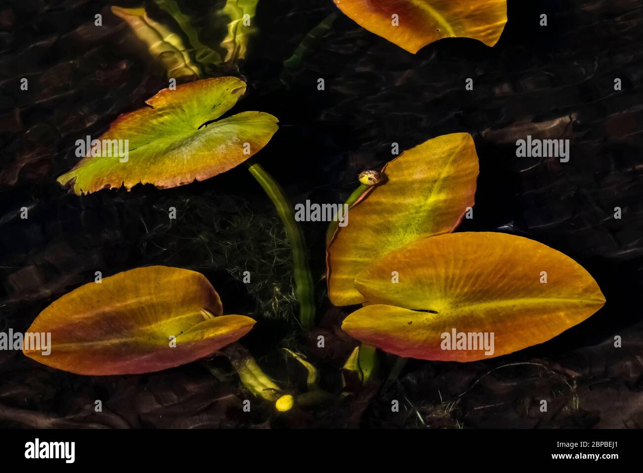Gelbe Teichlilie, Nuphar lutea, Blätter, die im April in Zentral-Michigan, USA entstehen Stockfoto
