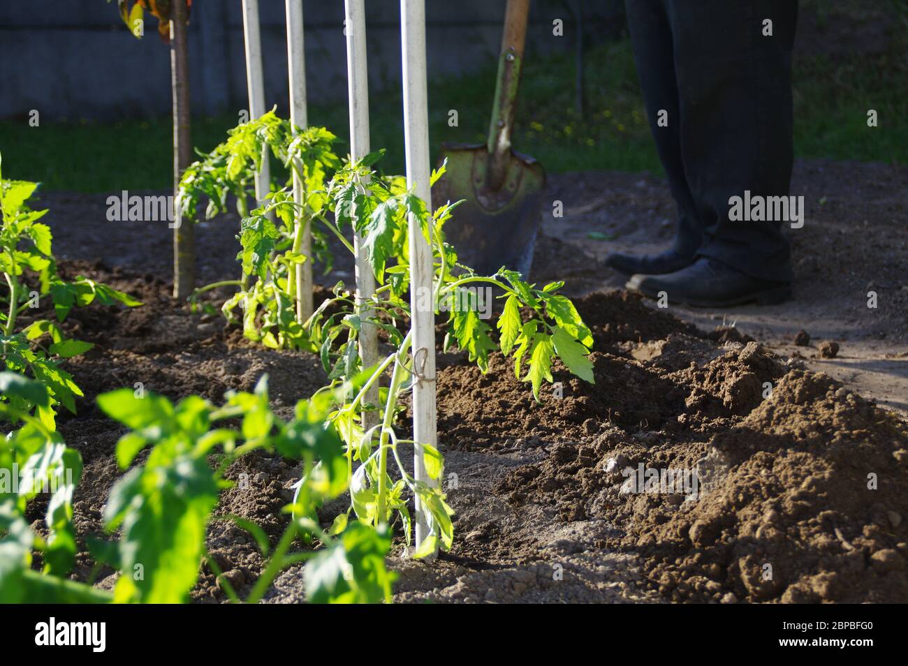 Tomaten in den Boden Pflanzen. Frühling und Arbeit im Garten. Natürliche biologische Gartenarbeit. Stockfoto