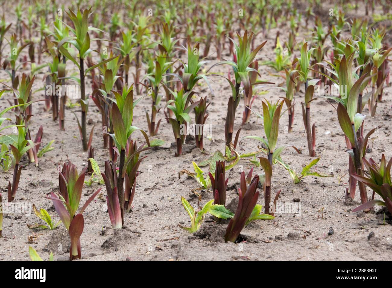 Trockenheit: Anbau von Lilien in der Landwirtschaft auf einem sandigen, trockenen Feld Stockfoto