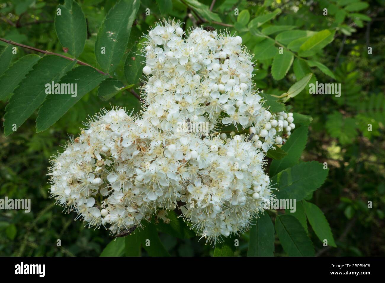Weiße Blüten von Rowan oder Bertasche Stockfoto