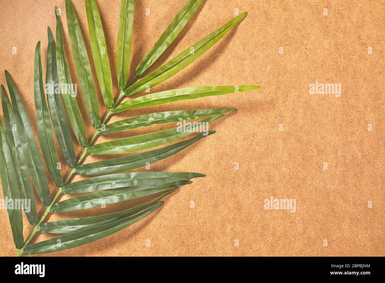 Konzept Sommer mit grünen Palmblatt aus tropischem . Draufsicht. Stockfoto