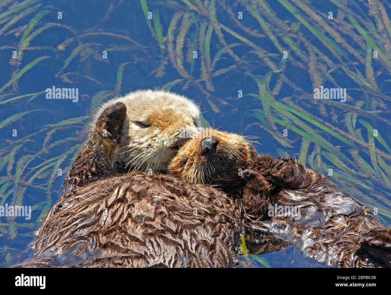Sea Otter Mama und Pup Nahaufnahme schlafen nebeneinander im Seegras Stockfoto