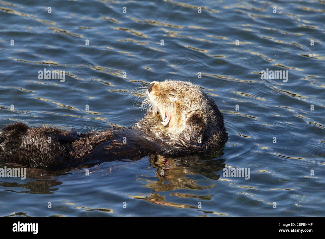 Seeotter mit weißem Kopf gähnend Stockfoto