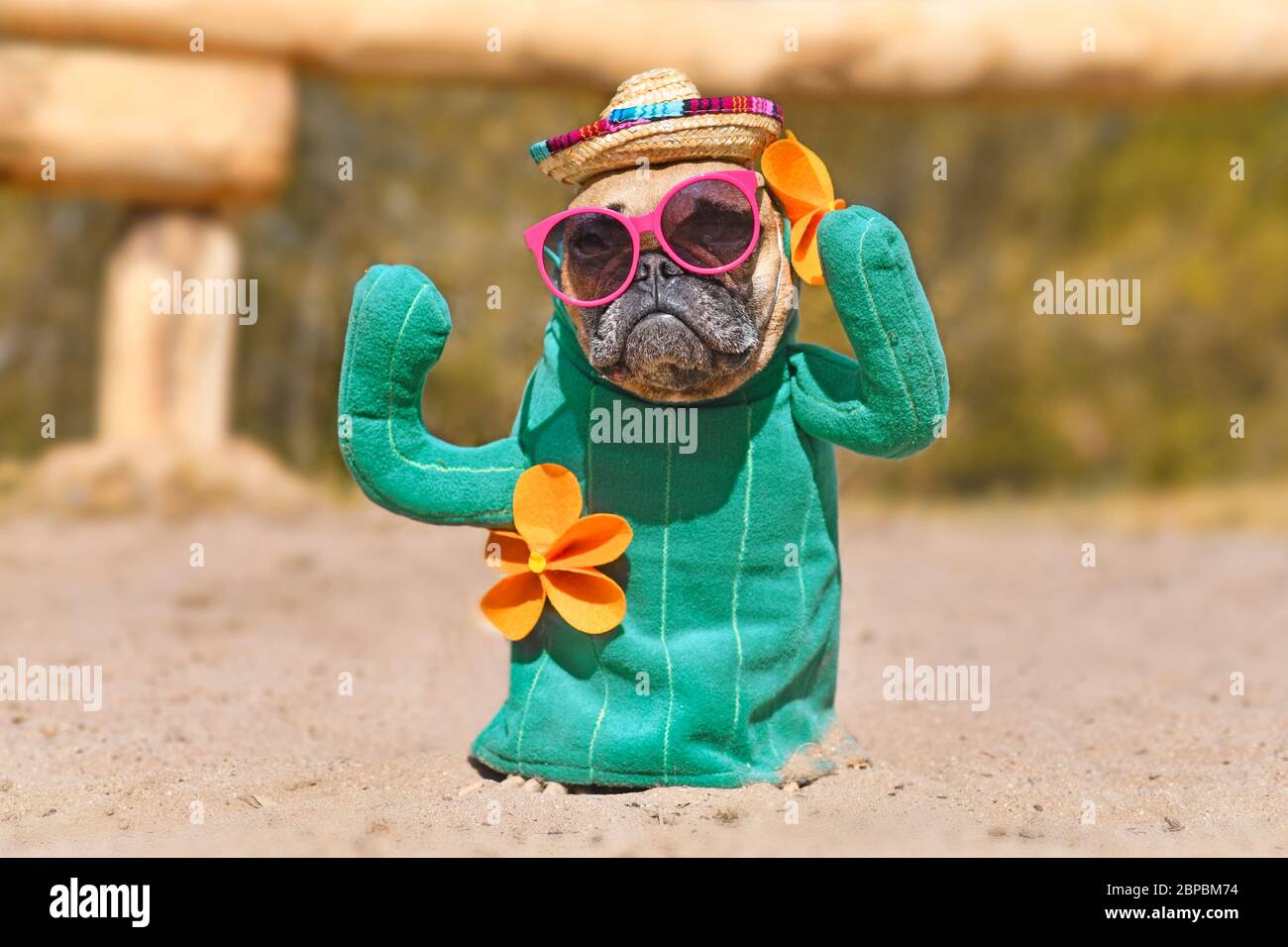 Lustige französische Bulldogge Hund verkleidet mit Kaktus Kostüm