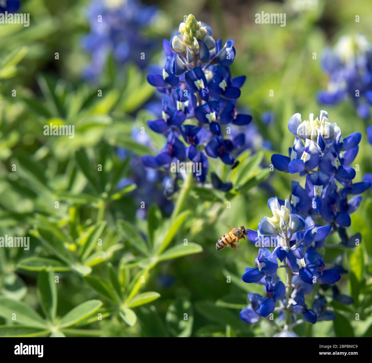 Nahaufnahme einer Texas Bluebonnet Wildblume mit einer Biene auf der Suche nach Nahrung, die darauf zufliegt Stockfoto