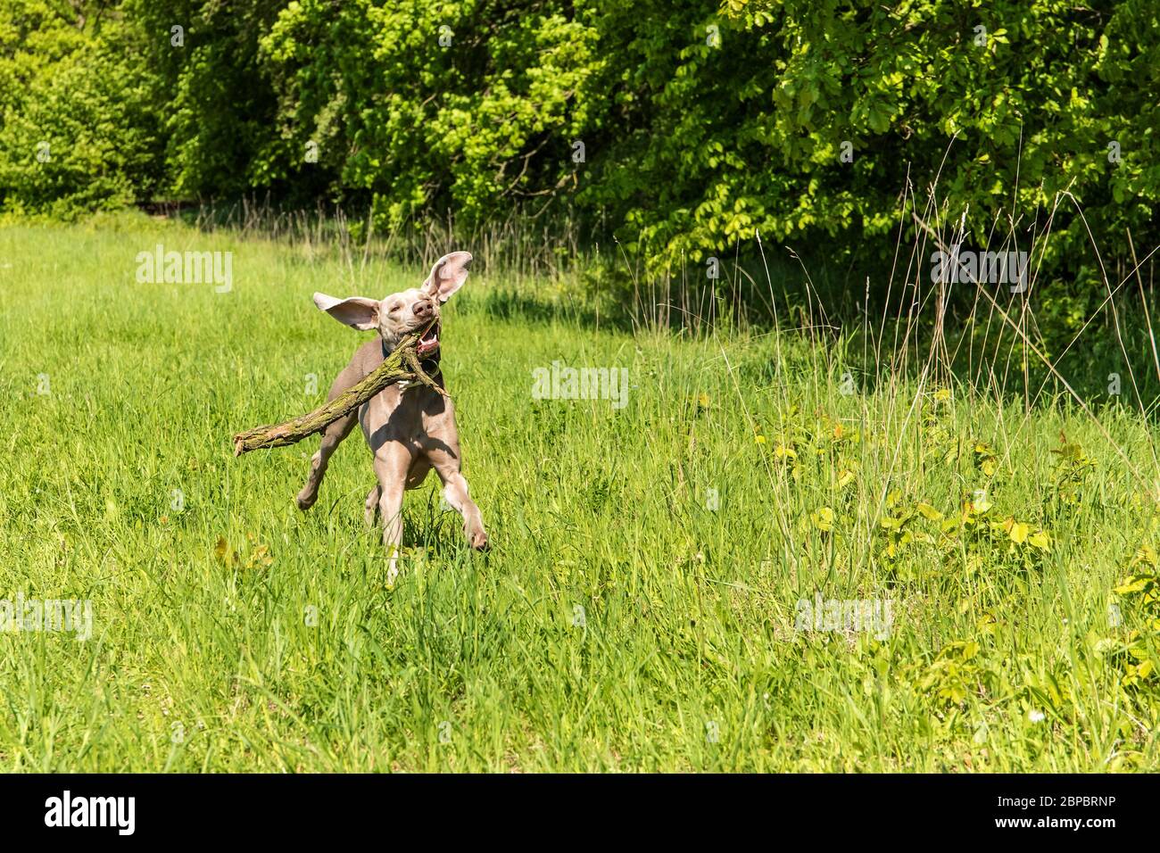 Spielerisch junger brauner Weimaraner Hund beim Springen und Laufen während eines Spiels auf der Wiese. Gesundheit junger Hund. Stockfoto