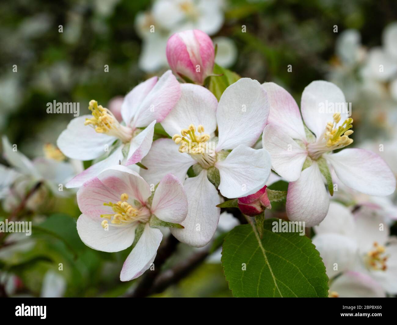 Apfelblüte auf einem alten Baum in einer vernachlässigten Devon-Wiese. Stockfoto
