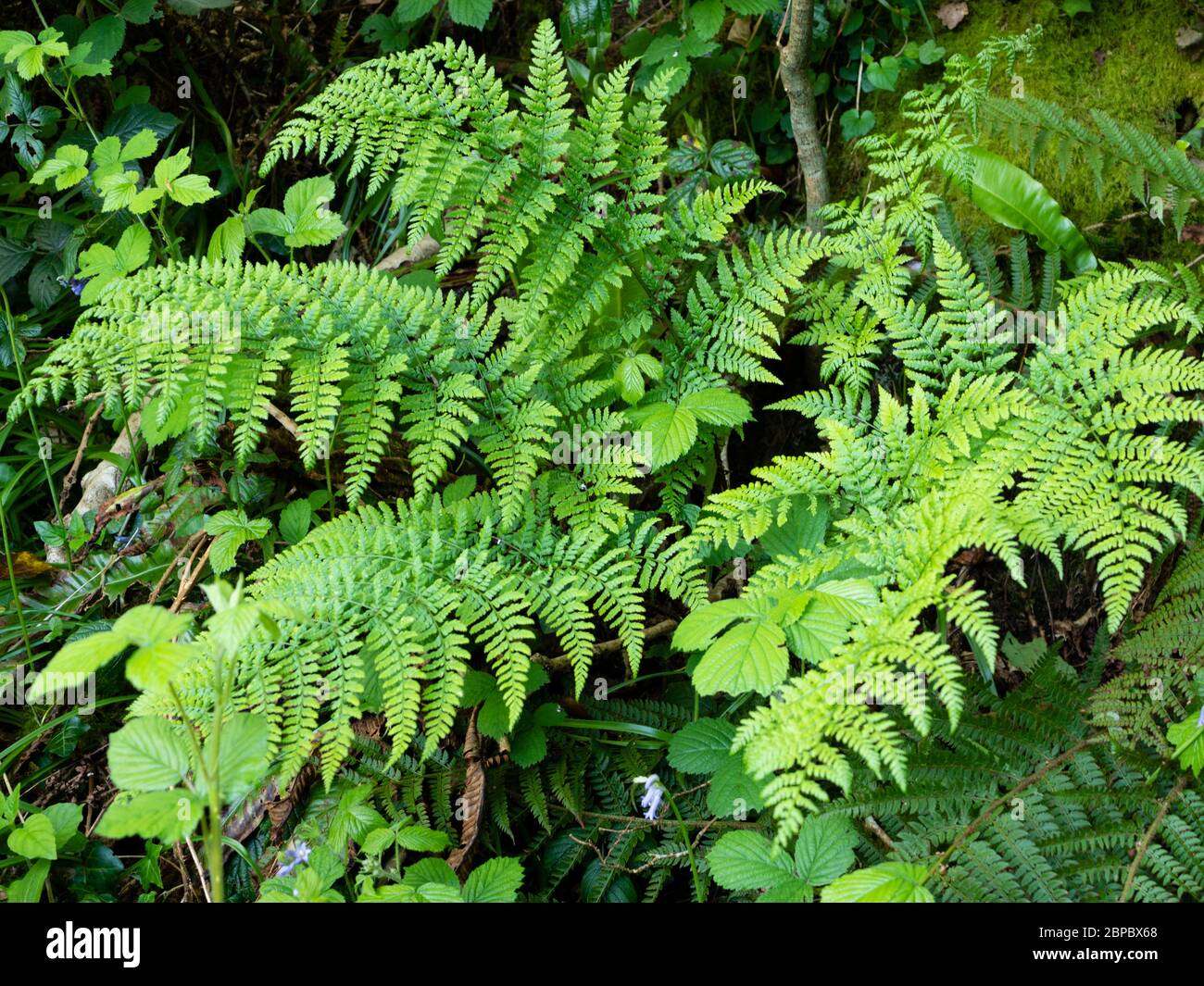 Wedel der breiten Buckler gern, Dryopteris austriaca, in einem Devon-Wodland Stockfoto