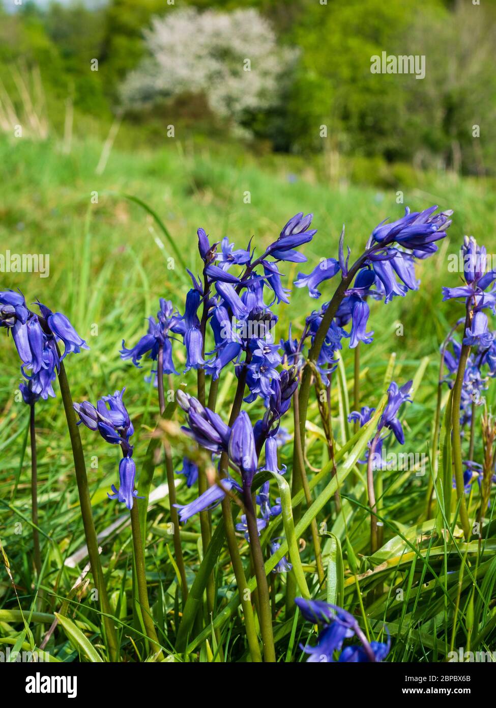 Gruppe von englischen Bluebells, Hyacinthoides non-scriptus, blühend in einer Devon Wiese. Stockfoto