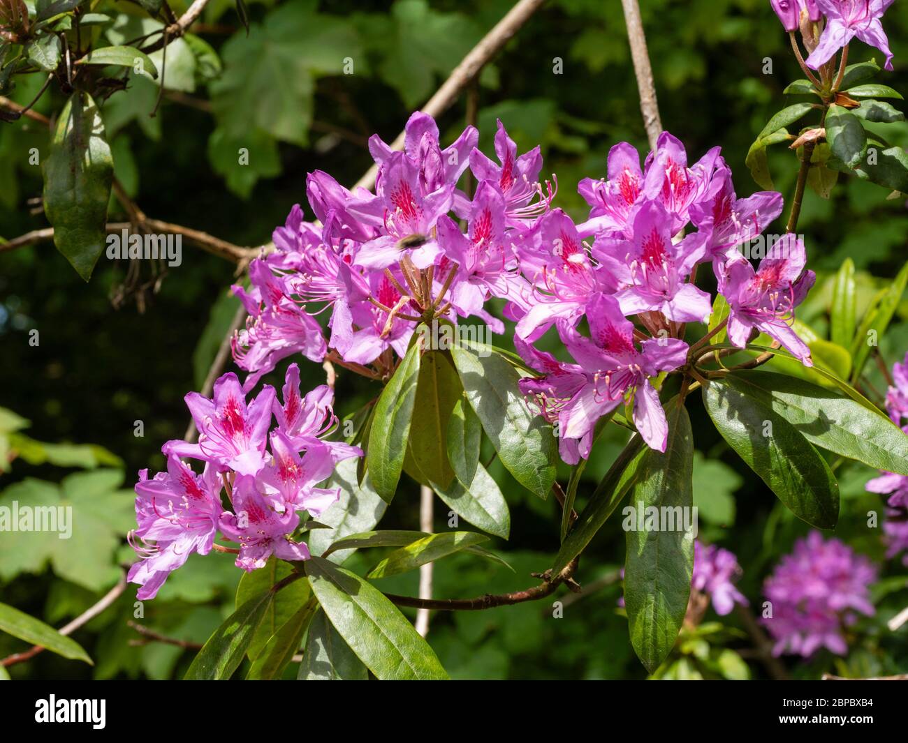 Violette, späte Frühlingsblumen der invasiven, nicht einheimischen Rhododendron ponticum, einer Schädlingsart in Großbritannien Stockfoto