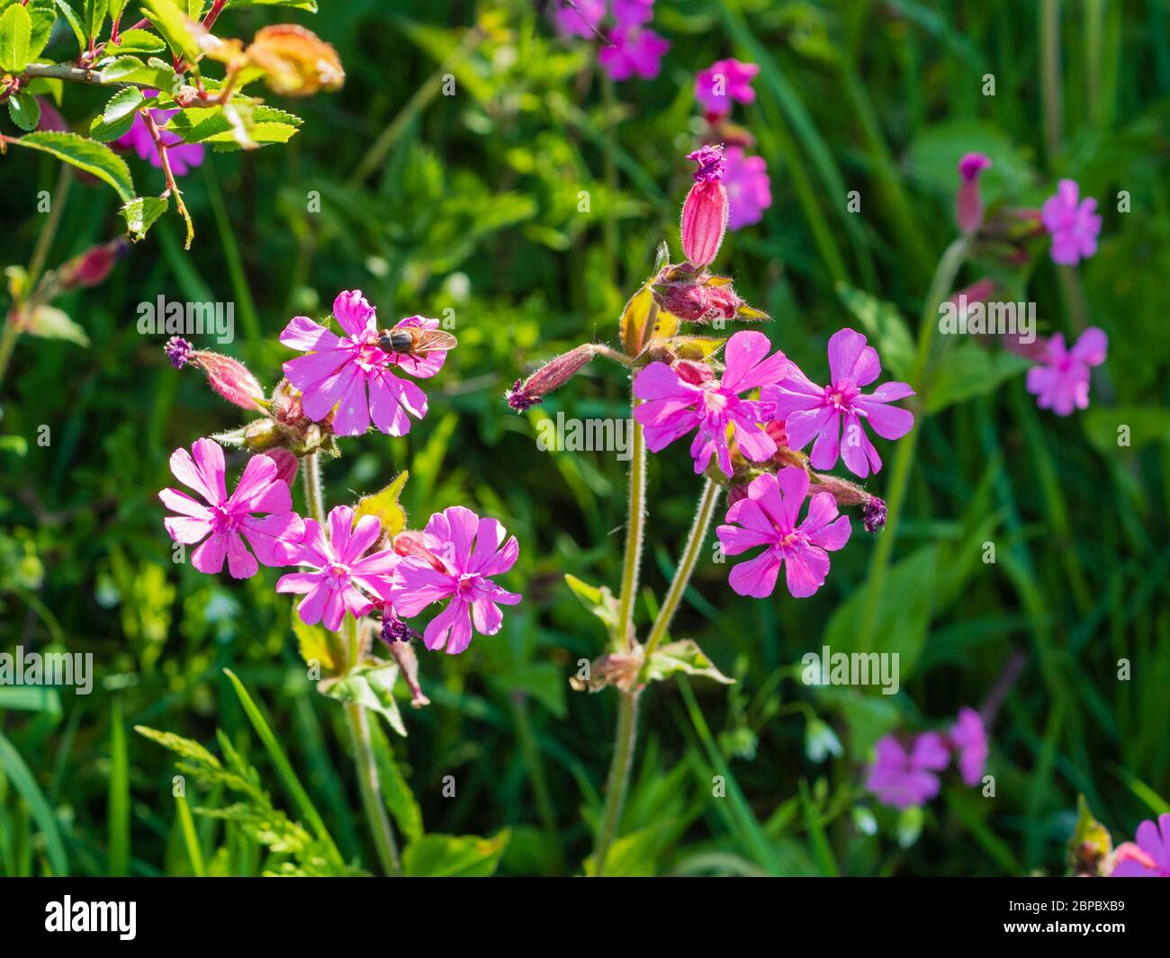 Hinterleuchtete Blüten von roten campion, Silene dioica, in einem Devon Hedgebank Stockfoto