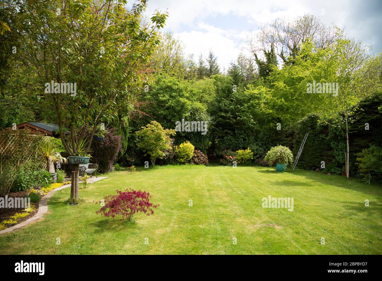 Eine grüne Wiese mit reifen Gartenbäumen und Sträuchern mit einem kleinen japanischen roten Ahornbaum im Vordergrund Stockfoto