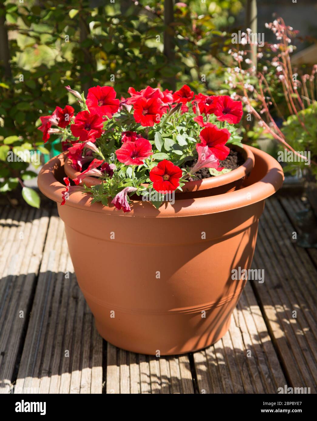 Rote Petunien in einem braunen Topf auf der Gartenterrasse Stockfoto