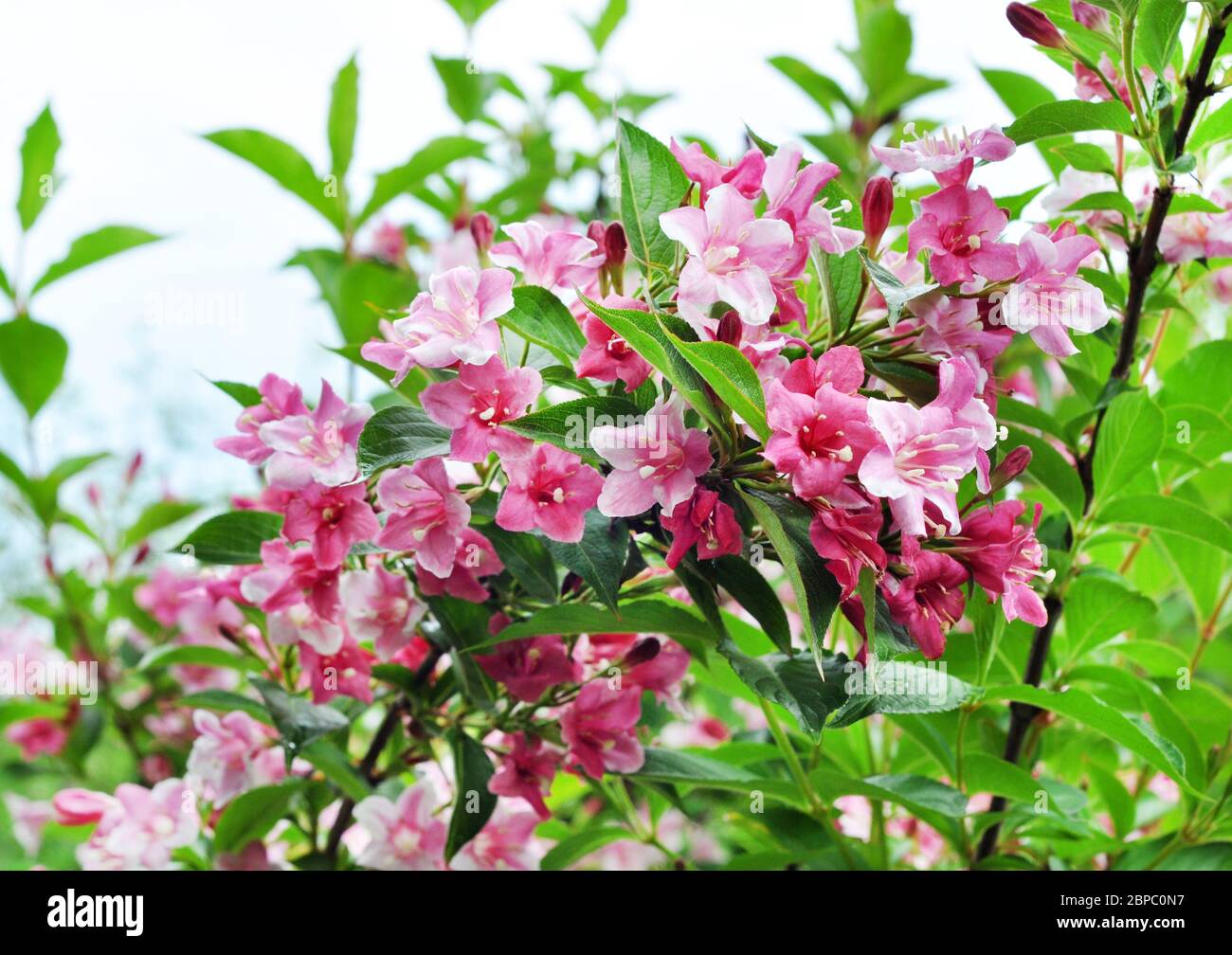 Schöne rosafarbene Blumen Weigela florida. Blumen von weigela florida. Blühender Garten im Frühlings-Garten an sonnigen Tagen. Stockfoto