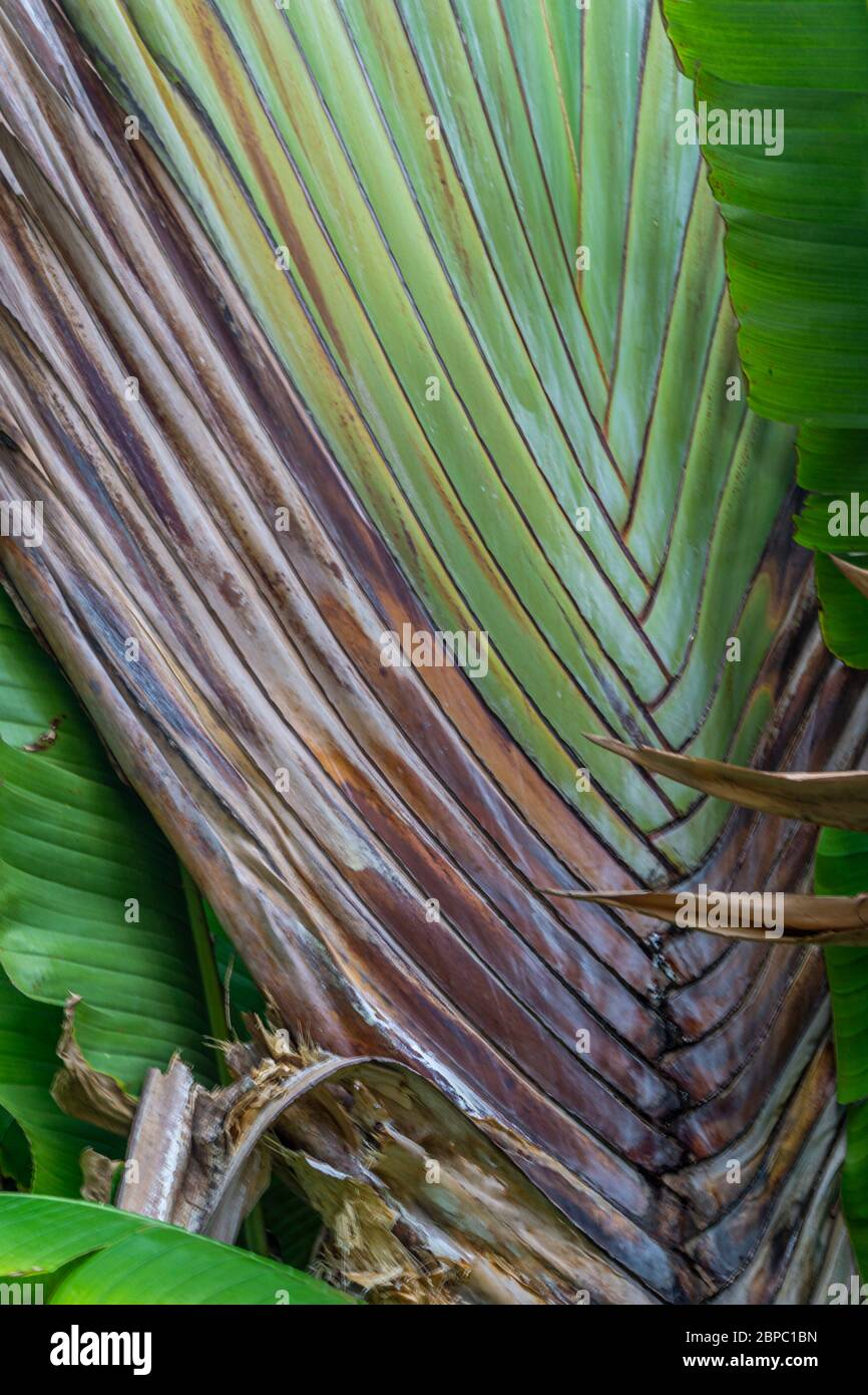 Blattstiel der Traveller Palm oder Ost-West-Palme aus Madagaskar auch bekannt als Ravenala madagascariensis Stockfoto