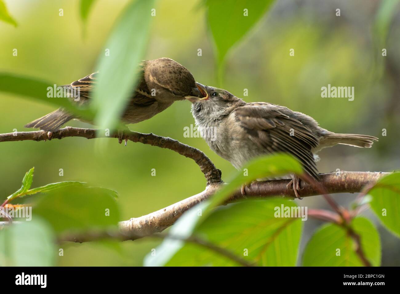 Haussperling (Passer domesticus) füttert im Mai eines ihrer Jungvögel in einem Baum in einem Hampshire Garten, Großbritannien Stockfoto