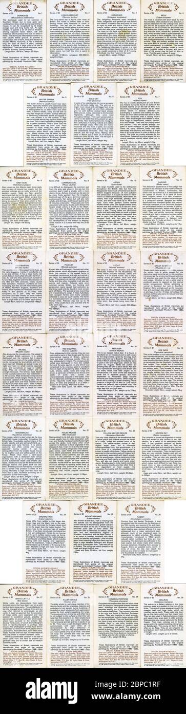 'British Säugetiere' Sammlerkarten (volles Set von 30, 1982, siehe zusätzliche Informationen), herausgegeben von Grandee Zigarren, John Player & Sons (Imperial Tobacco) Stockfoto 'British Säugetiere' Sammlerkarten (volles Set von 30, 1982, siehe zusätzliche Informationen), herausgegeben von Grandee Zigarren, John Player & Sons (Imperial Tobacco) Stockfoto