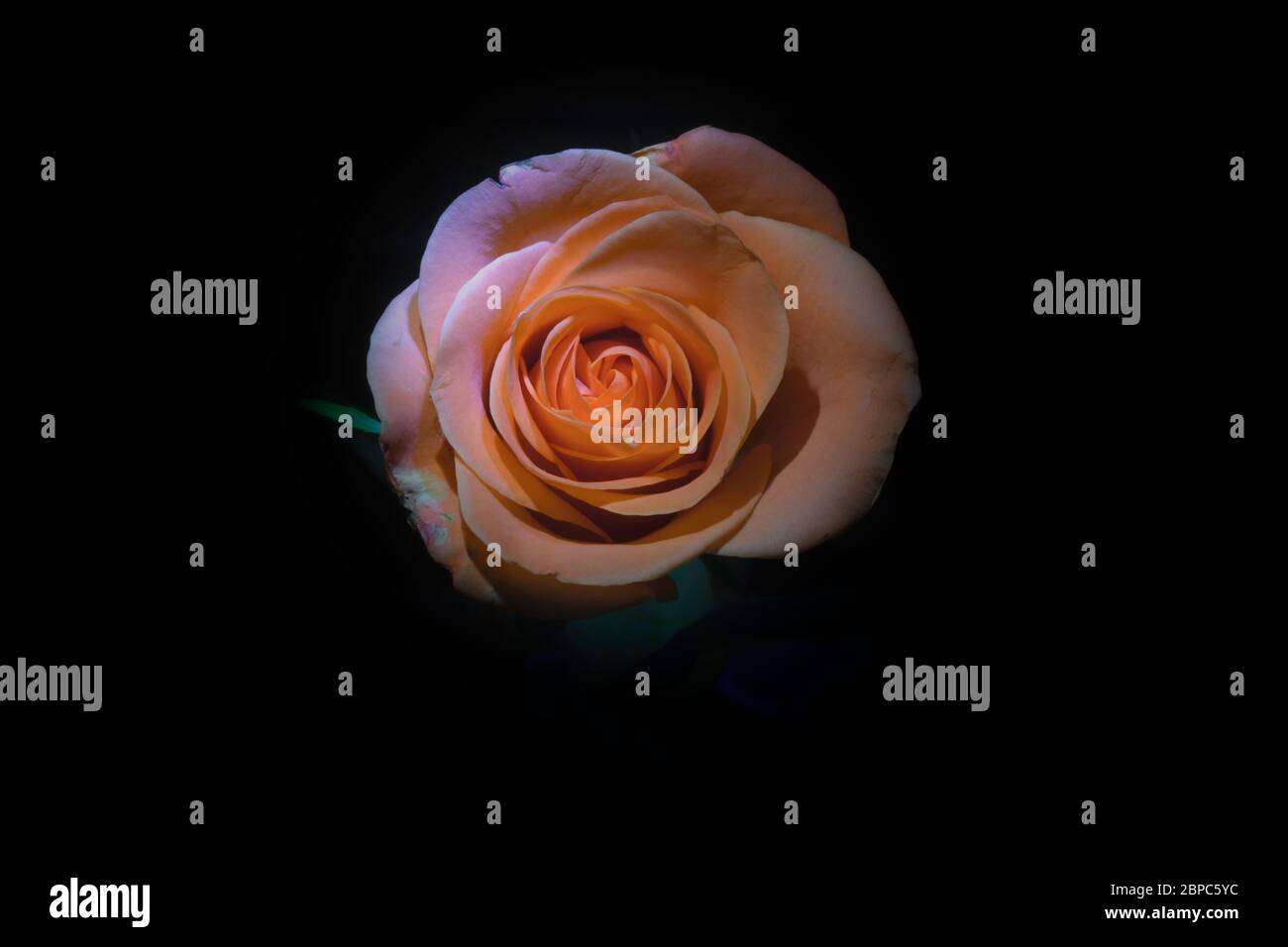 Rosa Rose Stockfoto Rosa Rose Stockfoto