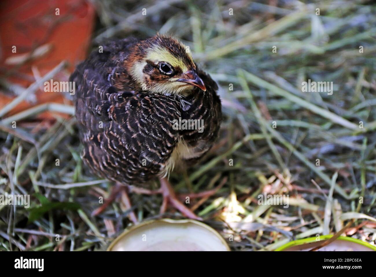 Nahaufnahme eines schwarzen und braunen japanischen Wachtelküken Stockfoto