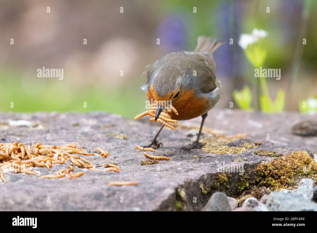 Europäischer Robin - erithacus rubecula - Sammeln mehlwürmer zu nehmen, um junge in seinem Nest - Schottland, Großbritannien Stockfoto