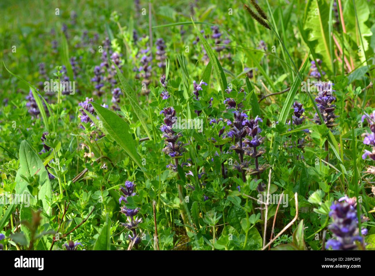 Wildblumenbugle wächst in Klumpen in Kreidehügeln des Darent Valley im Nordwesten Kents in der Nähe von Otford und Shoreham. North Downs Kreidebedingungen passen dazu. Stockfoto