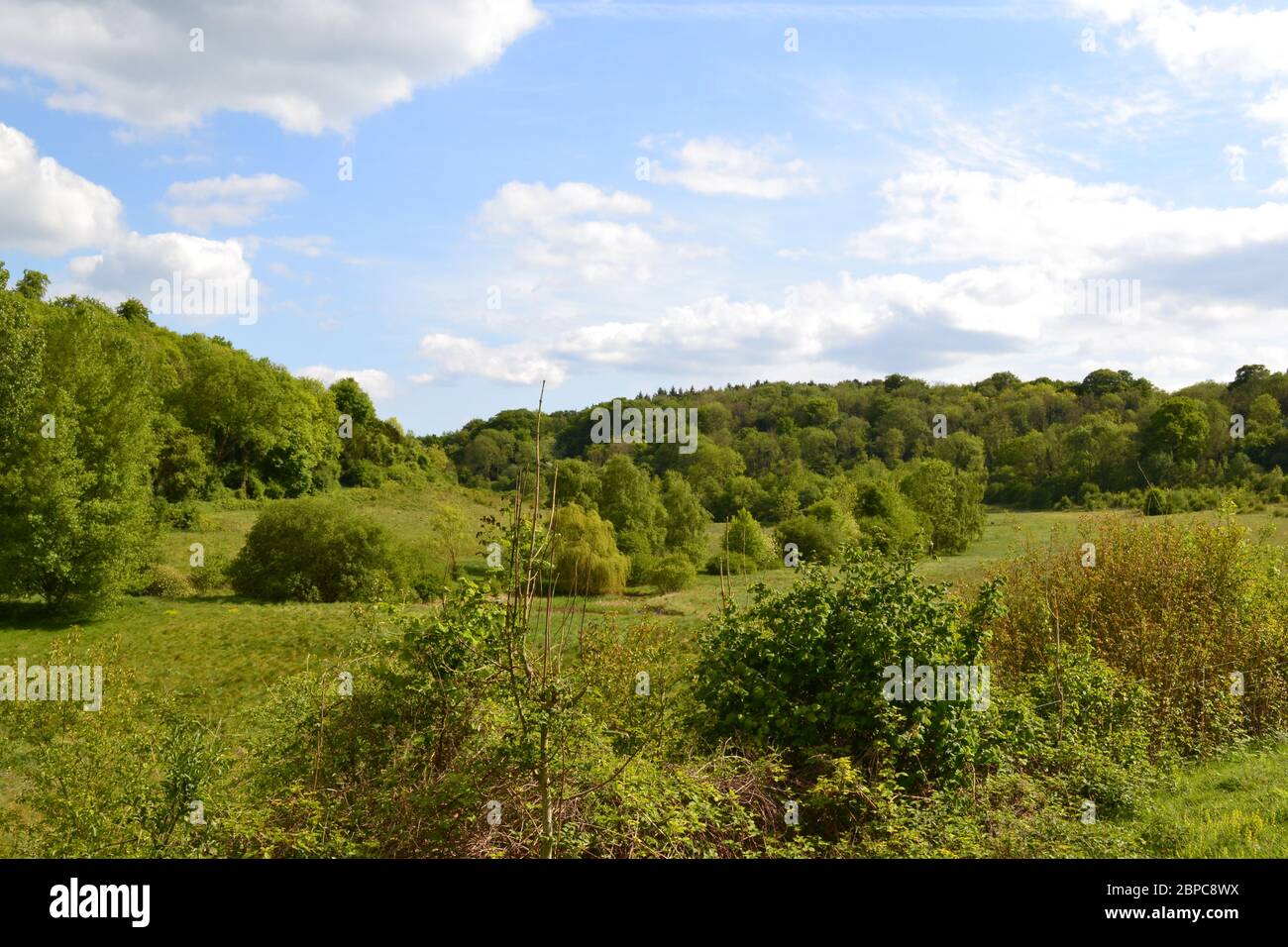 Elster Boden in der Nähe von Shoreham und Otford/Sevenoaks, Kent, England im Mai. Rewilded Bereich der North Downs Kreideberge mit Wildblumen und Biodiversität Stockfoto