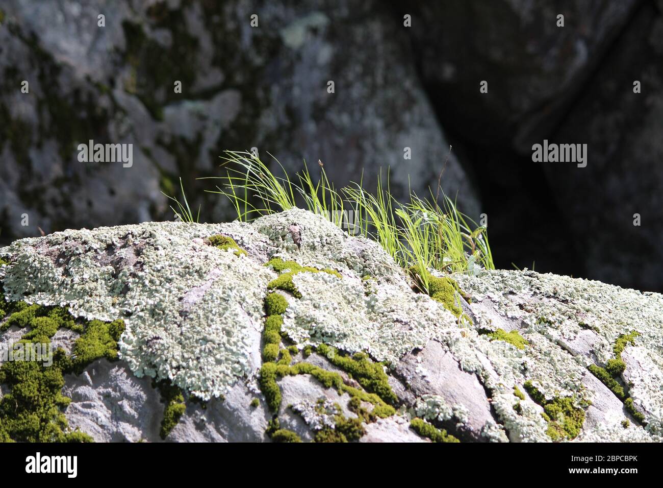 Gras wächst auf Felsen mit Moos und Flechten Stockfoto