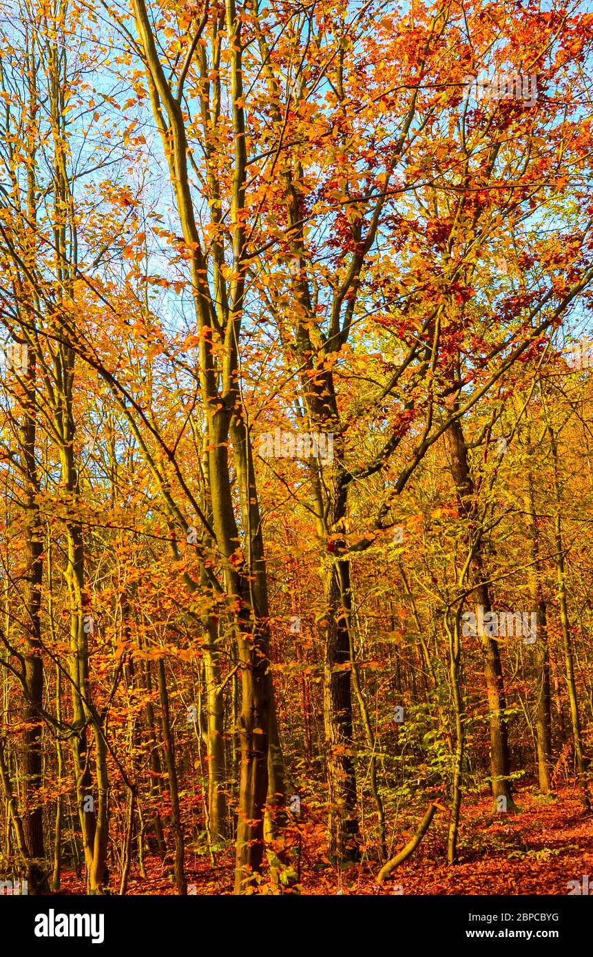 Vertikale Fotografie der Herbst Bäume mit bunten Herbstlaub. Herbst Wald,  Herbst Laub. Blauer Himmel über die Äste. Saison des Jahres. Herbstliche  Landschaft Stockfotografie - Alamy