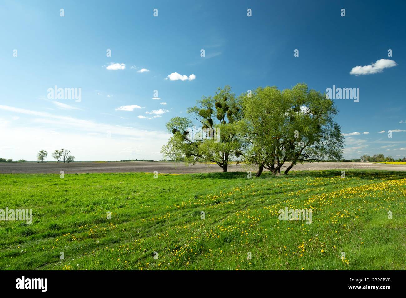 Bäume wachsen auf einer grünen Wiese, Horizont und blauer Himmel, Blick auf den Frühling Stockfoto