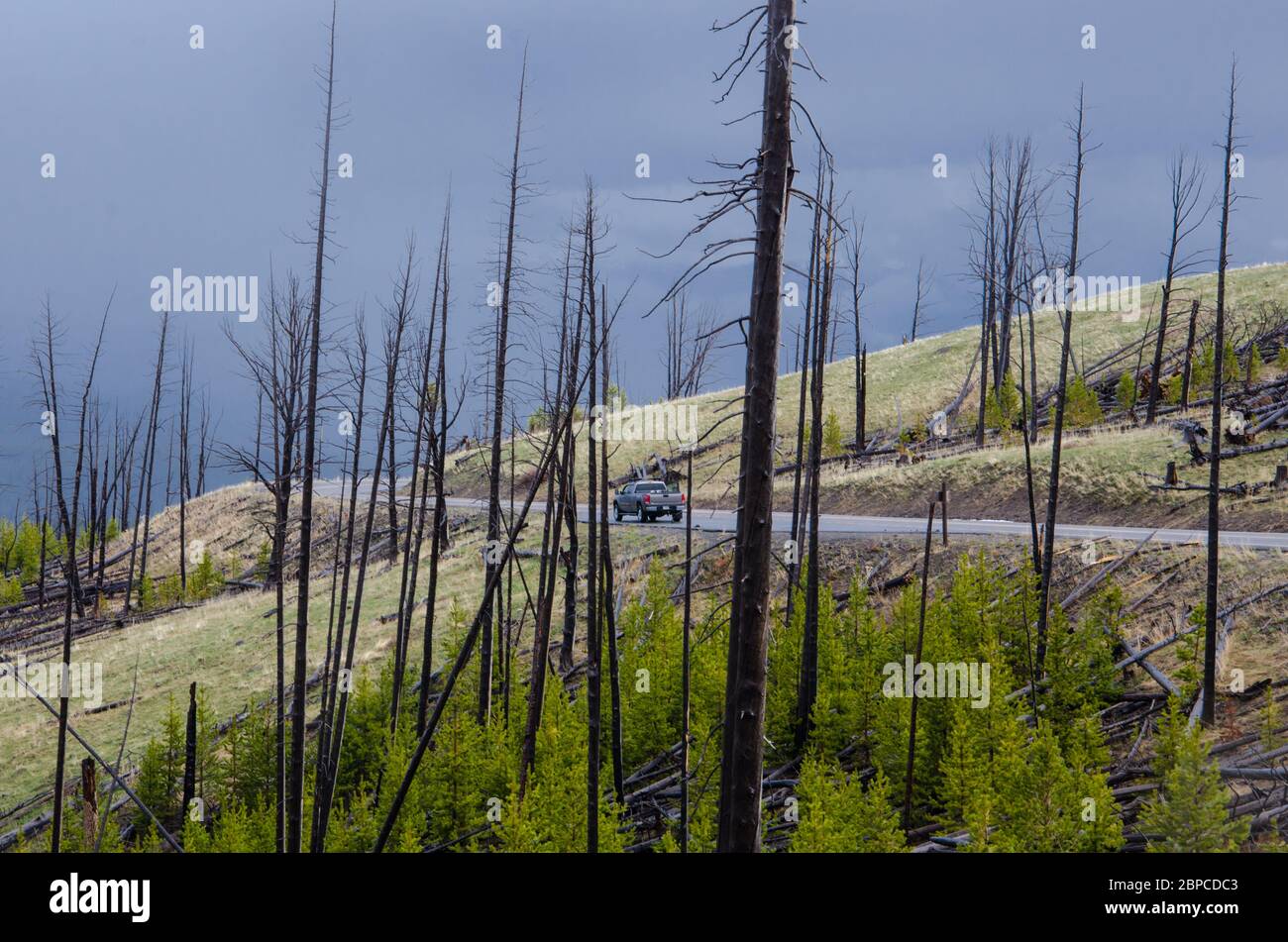 Ein Pick-up-Truck, der entlang der Straße zwischen verbrannten Bäumen und neuen Kiefern im Yellowstone National Park, USA, geparkt wird Stockfoto