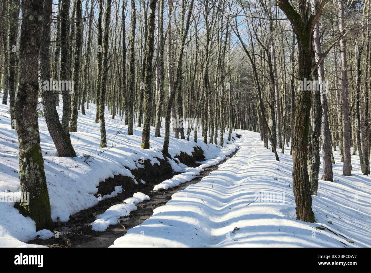 Pfad schneebedeckt Kreuze Winterwald in Nebrodi Berge natürlichen Wahrzeichen von Sizilien Stockfoto