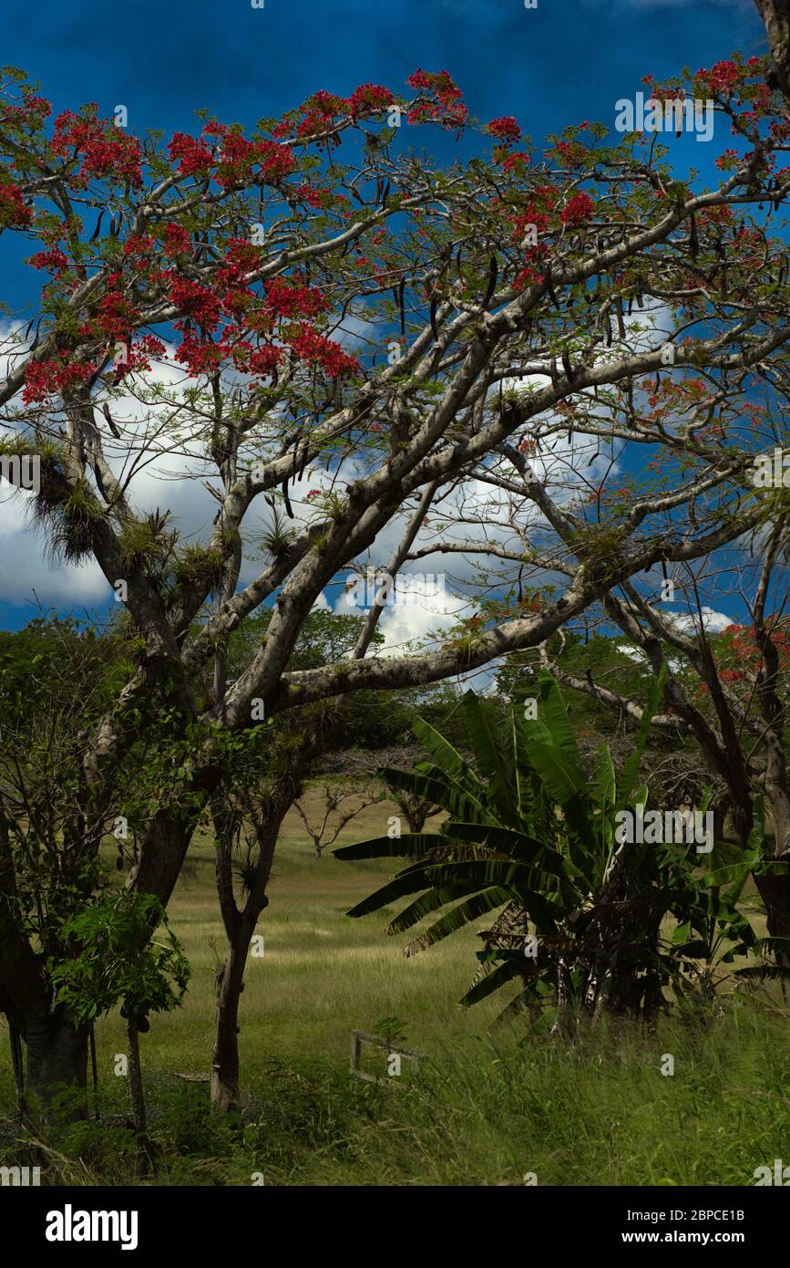 Landschaftlich Reizvoll In Puerto Rico Stockfoto