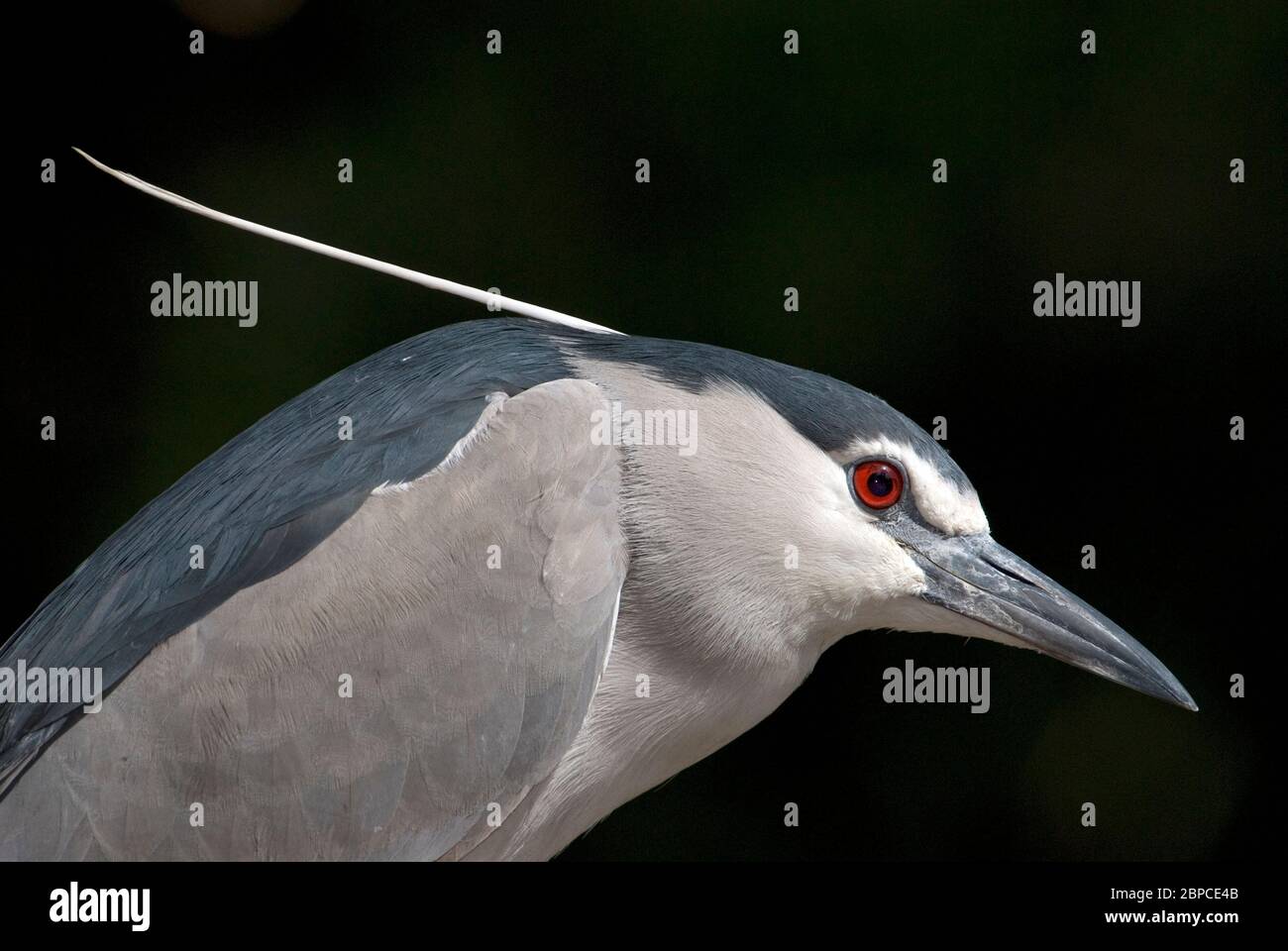 Schwarz gekröntes Nachtreiher-Porträt Stockfoto