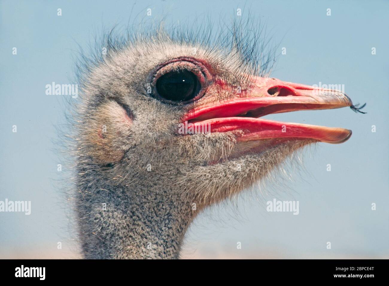 Vogel Strauß den Kopf Stockfoto