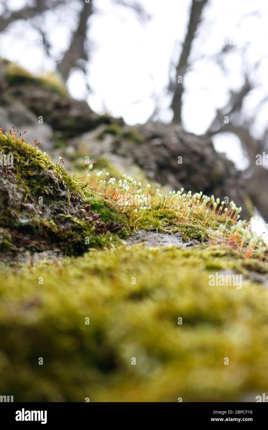 Sporophyt zu Hause Stockfoto
