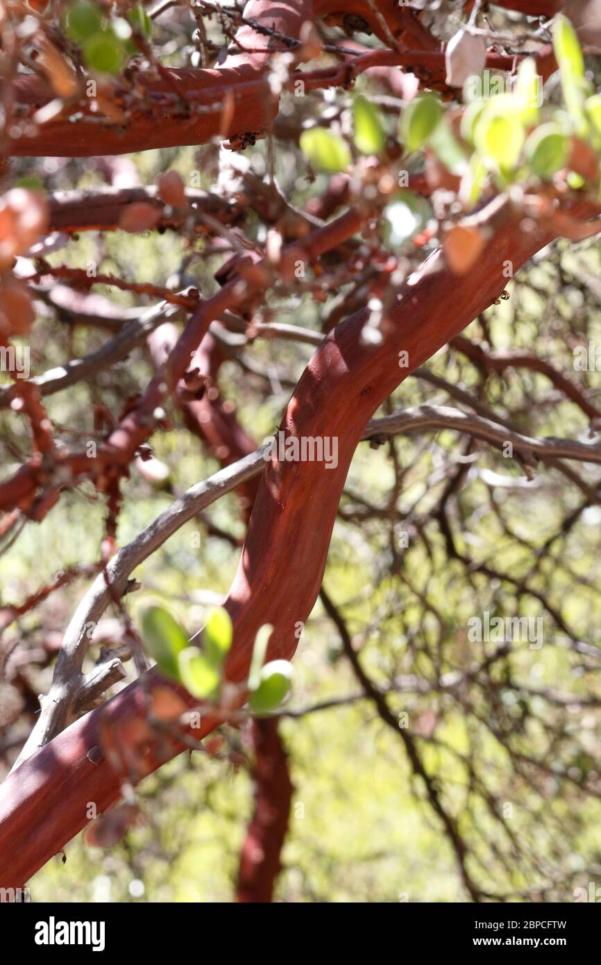 Manzanita Schönheit Stockfoto