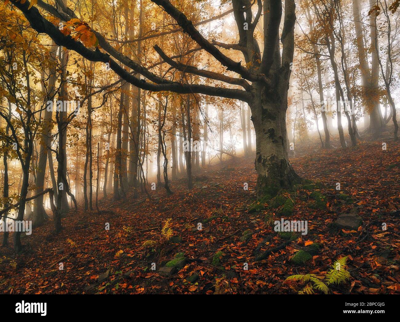 Ein nebeliger fantastischer Herbstwald. Die Buchen sind im Nebel Stockfoto
