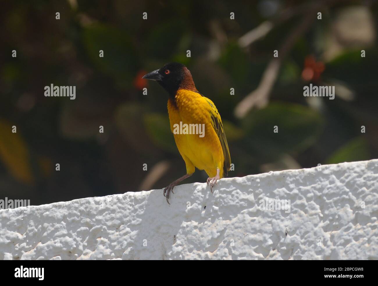 Tisserin Gendarme oder Dorfweber (Ploceus cuccullatus) in einem städtischen Garten in Dakar, Senegal Stockfoto