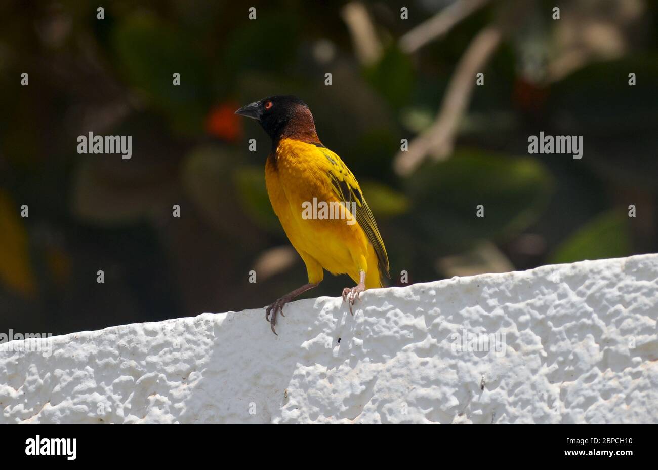 Tisserin Gendarme oder Dorfweber (Ploceus cuccullatus) in einem städtischen Garten in Dakar, Senegal Stockfoto