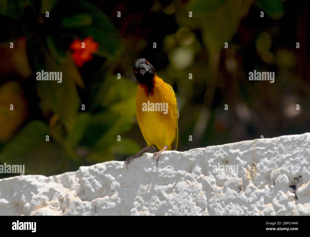 Tisserin Gendarme oder Dorfweber (Ploceus cuccullatus) in einem städtischen Garten in Dakar, Senegal Stockfoto