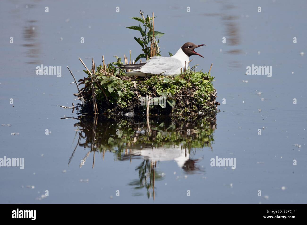 Schwarzkopfmöwe (Chroicocephalus ridibundus) mit offenem Schnabel in einem schwimmenden Nest auf dem See in Waghäusel, Deutschland Stockfoto