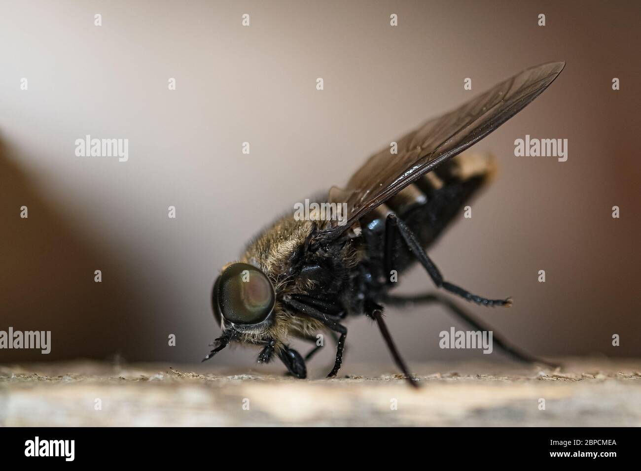 Fliegen Insektenauge und Körperteile Details, wilde Frühling Tier Natur Nahaufnahme Stockfoto