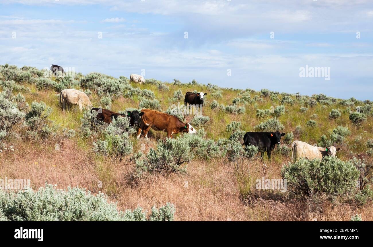 Viehweiden in den Beezley Hills oberhalb von Ephrata, Washington, USA. Stockfoto