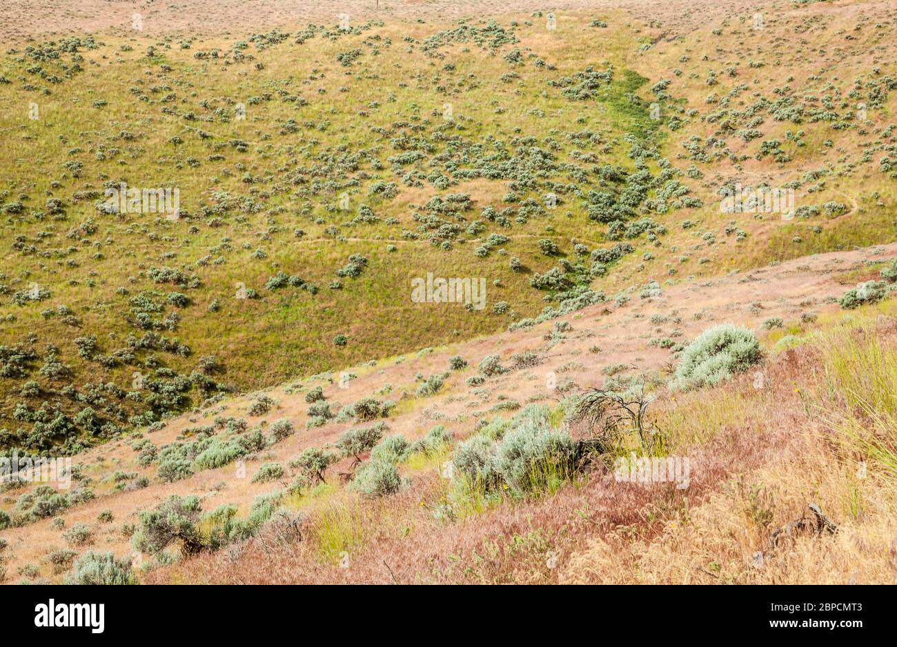 Salbei und grasbedeckte Hügel, Beezley Hills außerhalb Ephrata, Washington, USA. Stockfoto